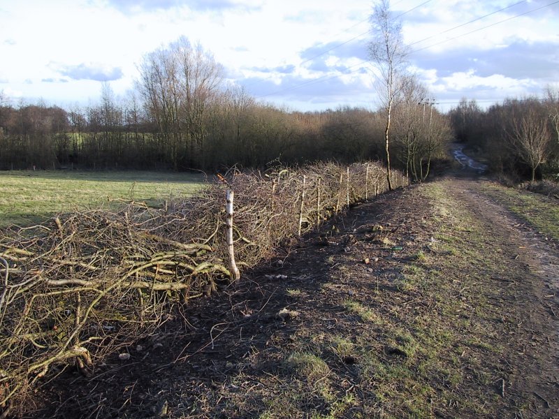 BTCV and the National Trust worked with the rangers to lay the hedge on both sides of the path. &copy;DMcK